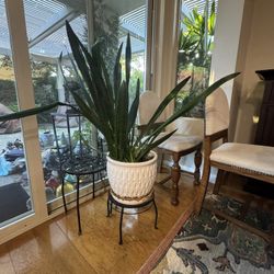 Potted Snake plant