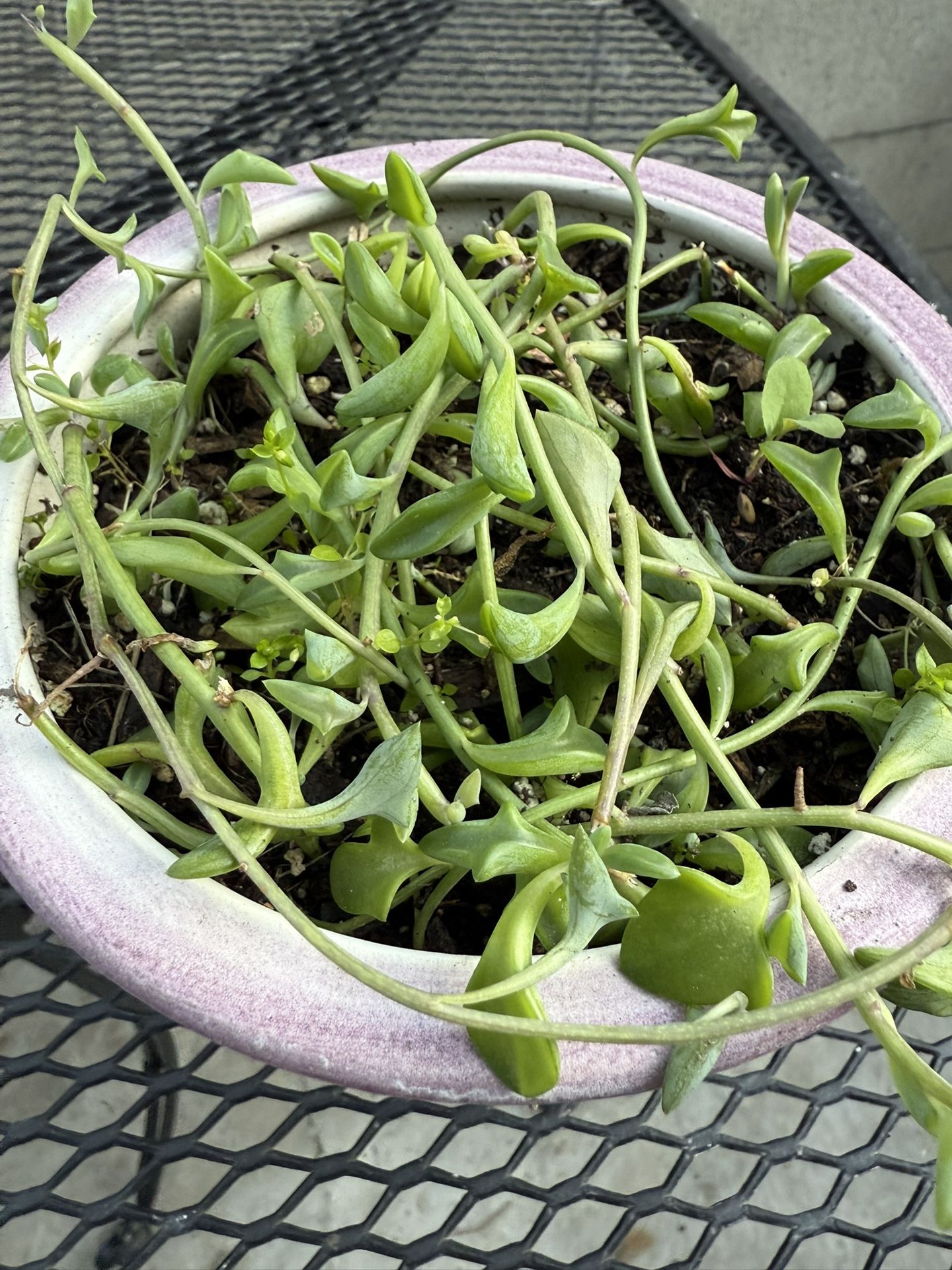String of dolphins succulent in a nice ceramic pot (included) $8