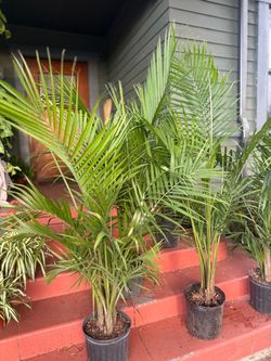 3ft - 3 1/2 Feet Tall Majesty Palm Trees for $35 each