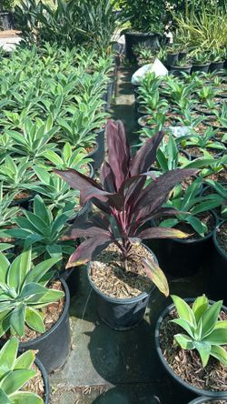 cordyline fruticosa ti