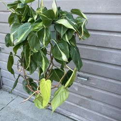 6” Brazil Philodendron 