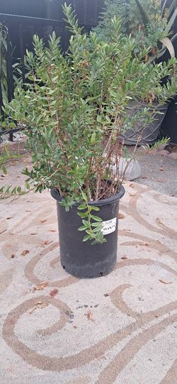 Hobo Magic Plant