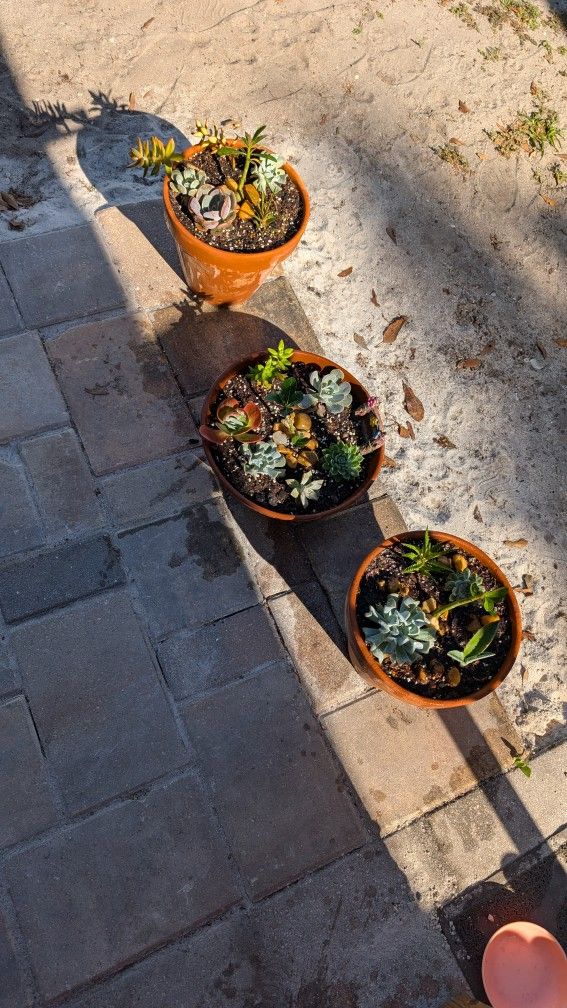 Potted Succulents