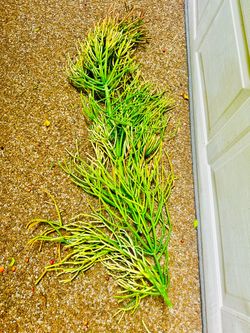 A Bagful of fire Stick cuttings