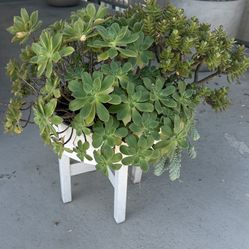 Succulent with White Planter Stand 