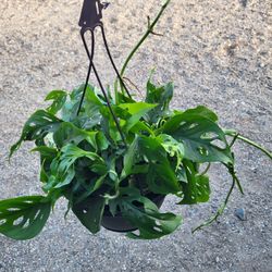 Monstera Adansonii Plant 8" Pot 