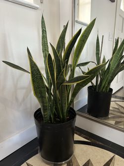 Healthy Snake Plant
