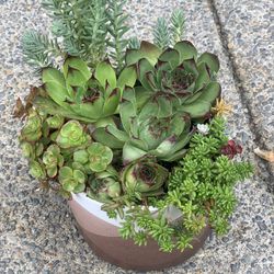 Variety Of Succulents In A Ceramic Pot