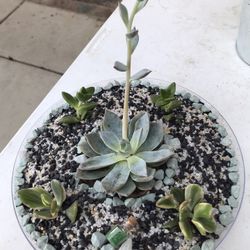 Succulents 