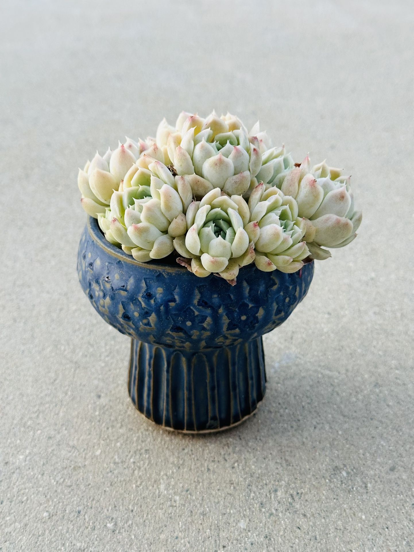 Succulents plants (Echeveria elegans'alba')