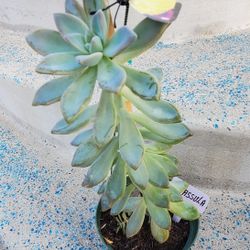 Colorful Echeveria "Peacock" Plant