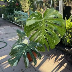 Beautiful Monstera Thai Cons