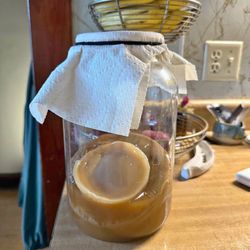 Kombucha Scoby