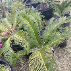 Palm