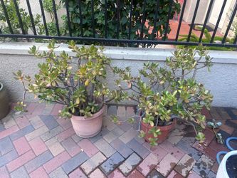 Free jade plants