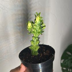 Euphoria Trigona Variegated 