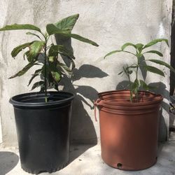 Avocado Tree
