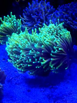 Dragon Soul Torch - Fake Coral