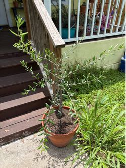 Olive tree