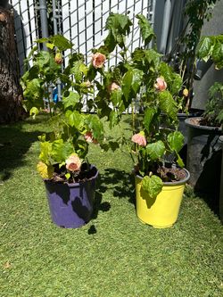 Pink Chinese lantern plants