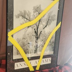 Ansel Adam's Photo The Oak Tree