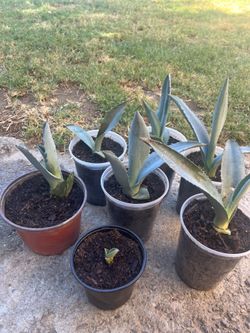 Baby Agave
