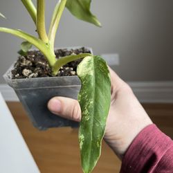 philodendron domesticum variegata