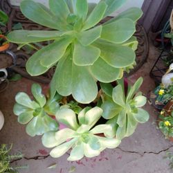 Plants Suculenta