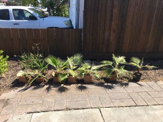 11 baby palm trees