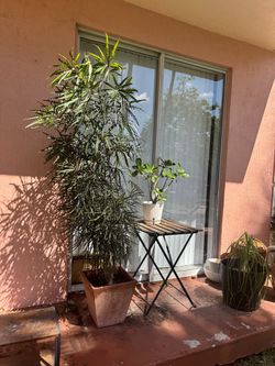 Beautiful garden plant 7 feet high + desert rose