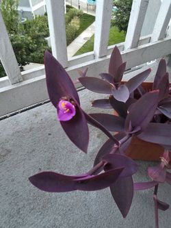 Purple Heart Plant