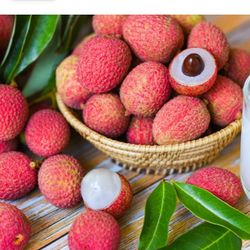 Lychee Litchi Chinesis Vai Thieu Starter Plant 1 Ft Ready To Grow