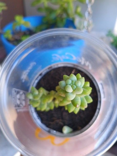 Plants