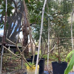 2 Huge Loquat Trees-Bundle Deal $50