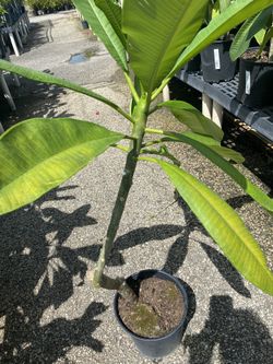 Red Plumeria