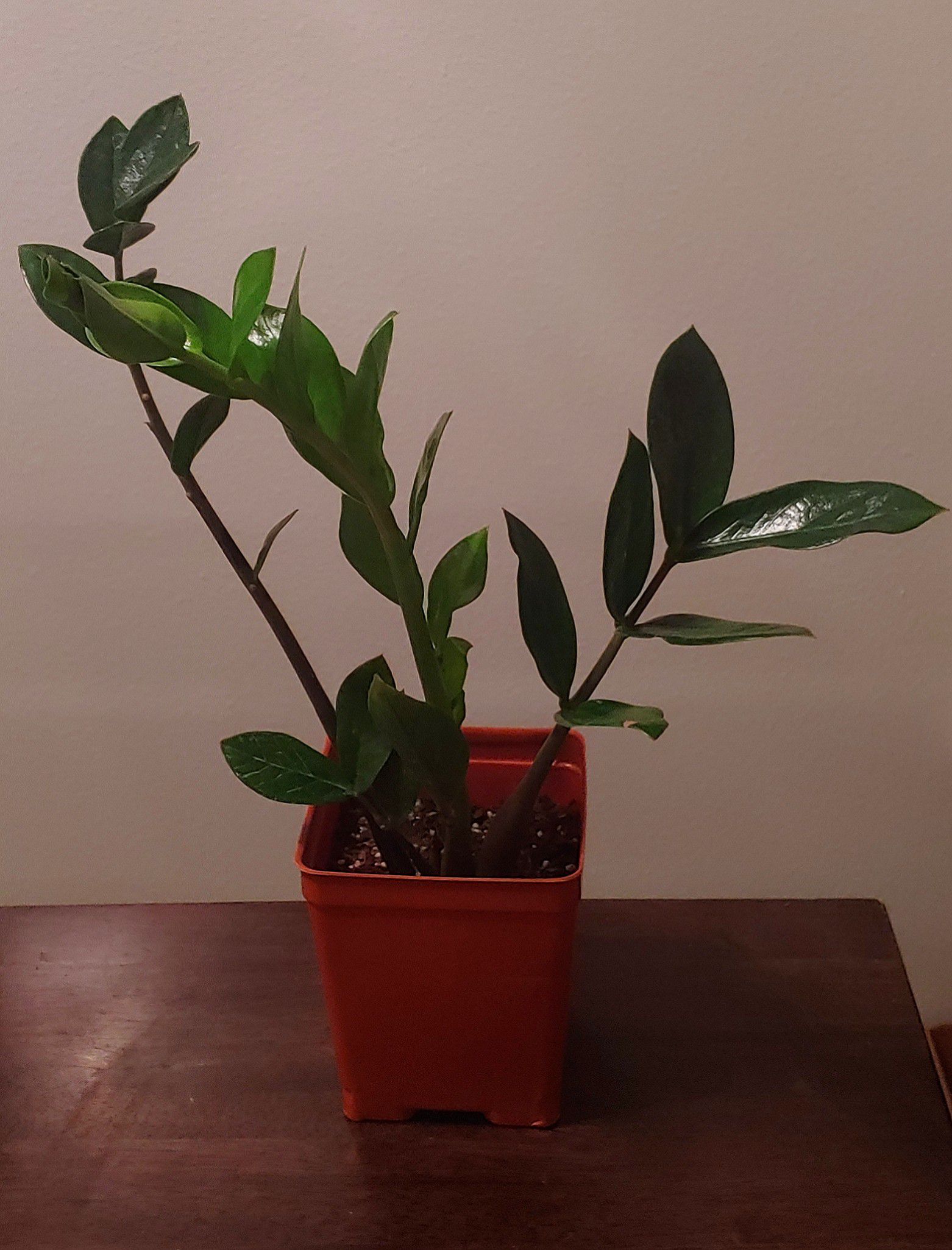 Zz plant 6" container