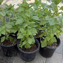 Basil Or Albacar Plans $10 Each Price Firm 