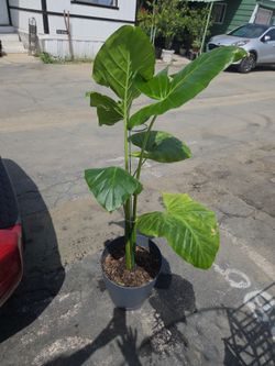 Elephant Plant.