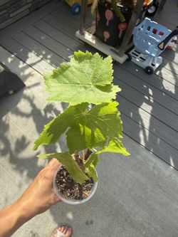 Organic Unknow Variety Of Grapes Plant