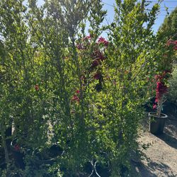 Pomegranate Fruit Tree