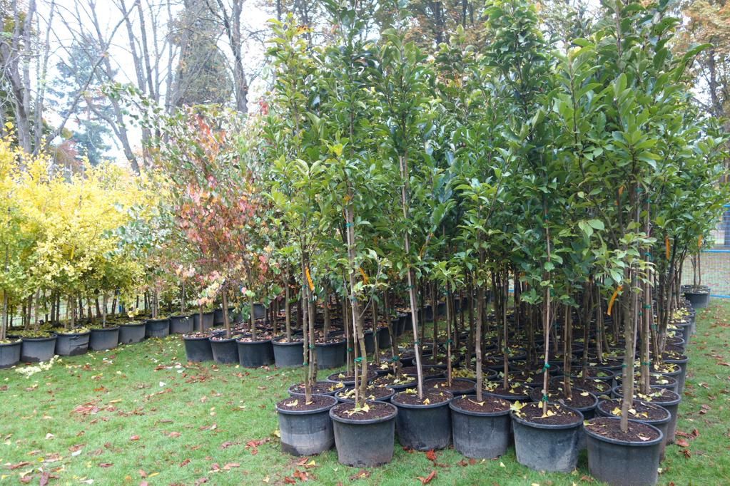 Trees π Best Tress In Vegas yo Plant