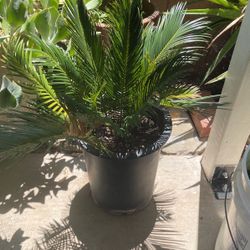 Sago Palm Tree