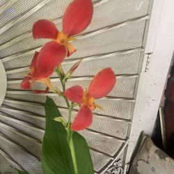 Canna Lilly 