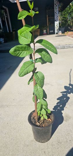 Pink Guava Trees