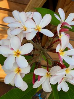 Plumeria