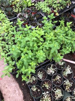 Mint plant 10 plants per order