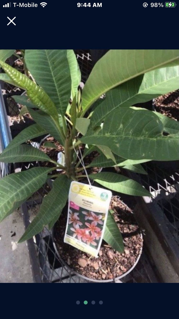  Plumeria Plant In  1 Gal Pot Assorted Colors