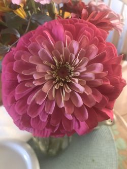 Cut Flowers