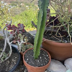 Cactus Galore 