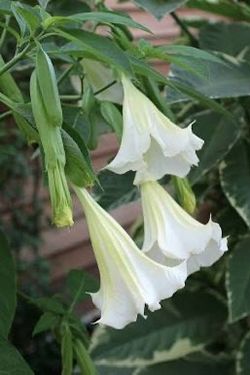 plantas de 5 y 8 dls en especial este fin 